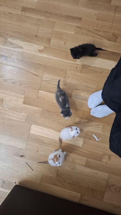 Pisicuțe pentru adopție