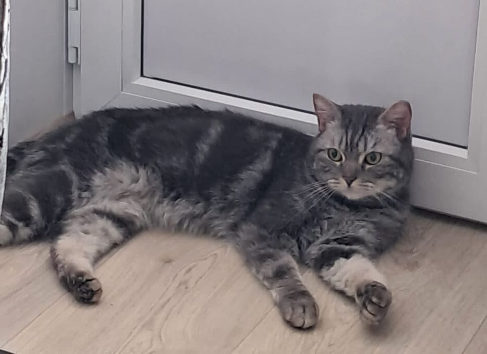 Красавица-кошечка ищет дом и ответственных хозяев