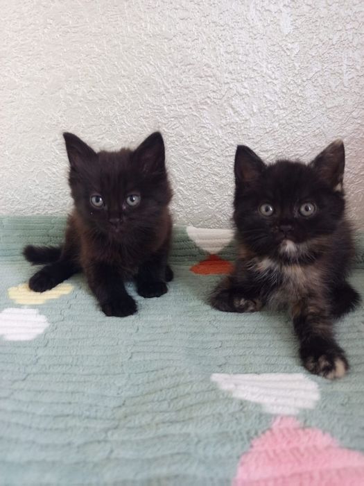 Котята мальчик и девочка