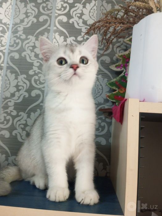 Котята британской шиншиллы мальчики серебристая и чёрное золото,