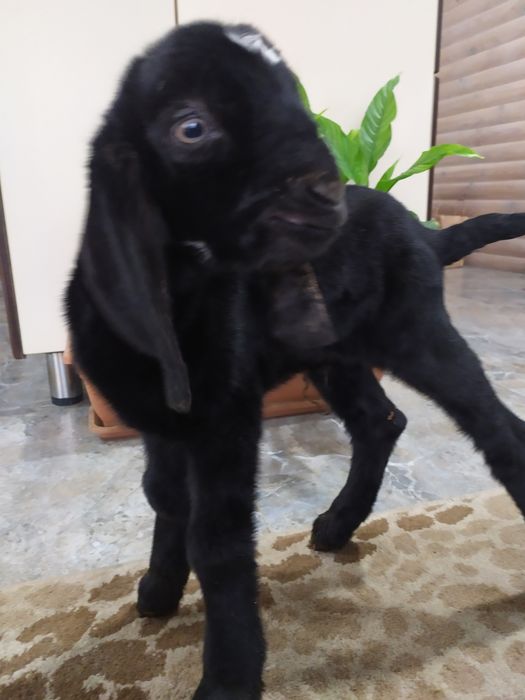 Козел Битал  акция !!!