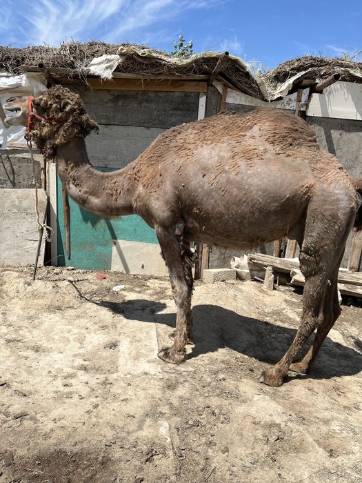 Сүтті түйе сатылады.