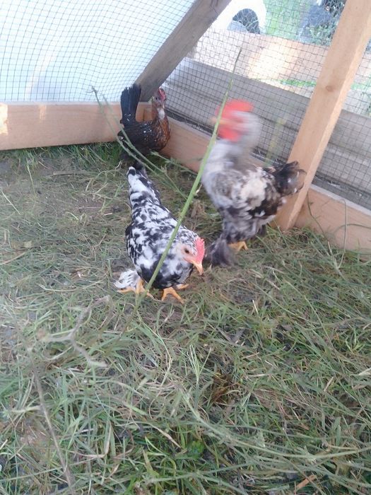 Pui de găină pitică