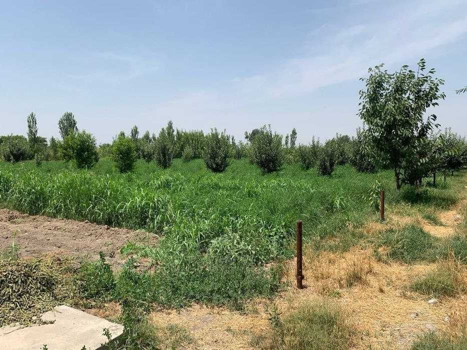 Участок с фермой и домом на 36 сотках Уртачирчик