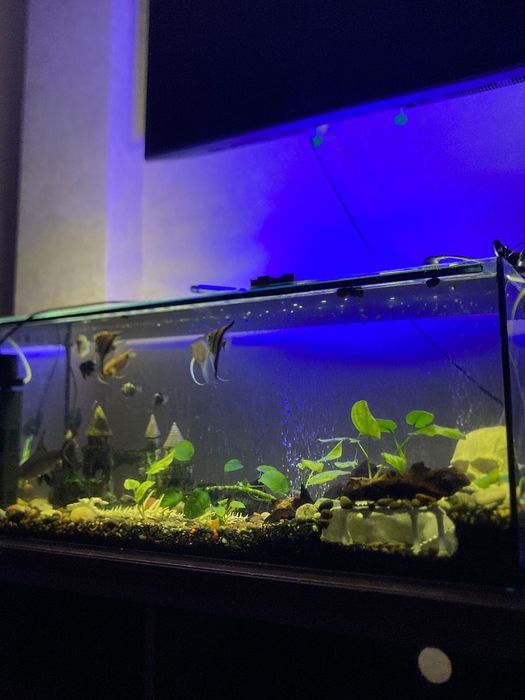 Продаю аквариум 150л