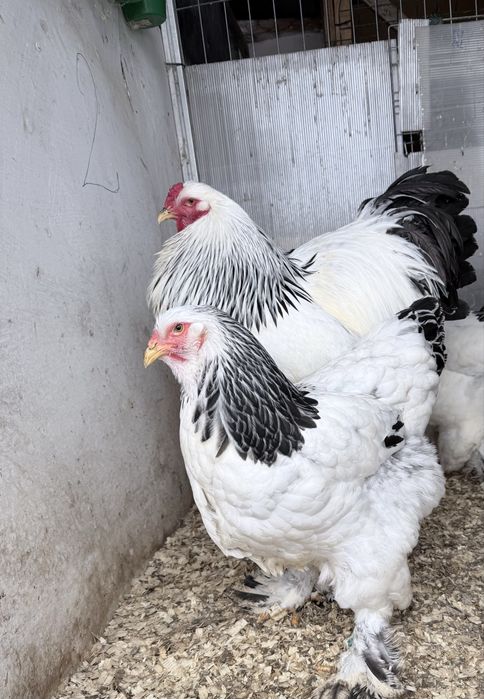 Preiau comenzi oua brahma