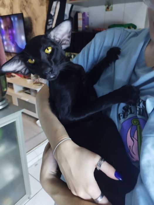 Ориентальные котята экстрим