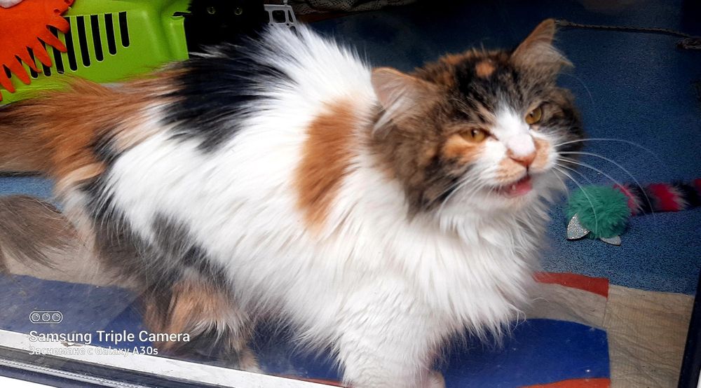 Прекрасната Писана търси дом, кастрирана