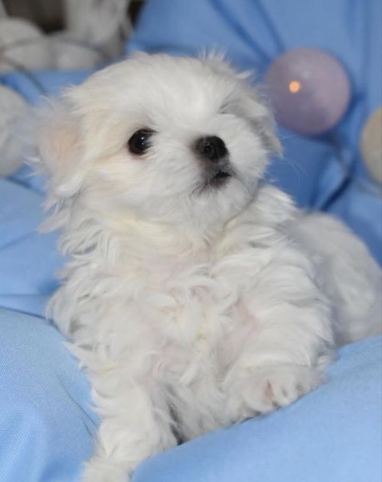 Bichon maltez 1000 lei