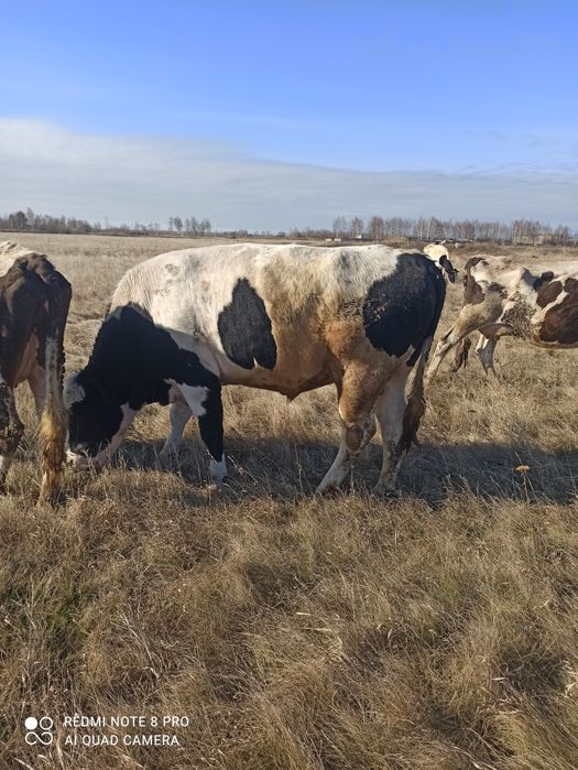 Продам быка стоит на откорме возраст 2,4