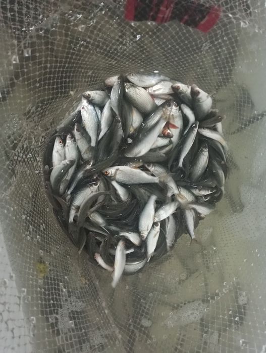 Живец плотва хорошего размера