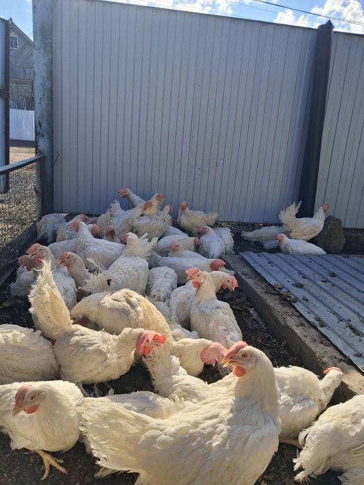 Продам белых несушек