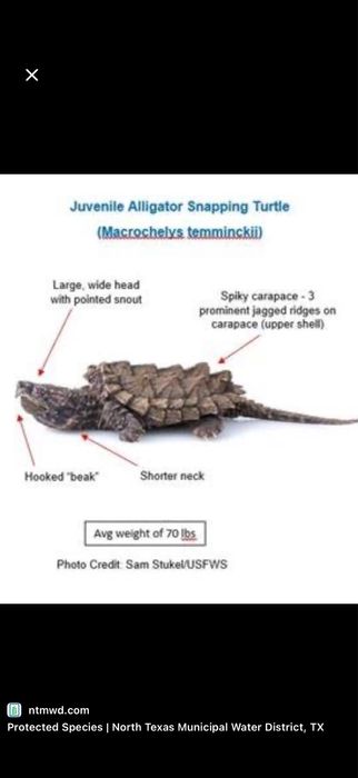 Черепаха Тошбака Toshbaqa