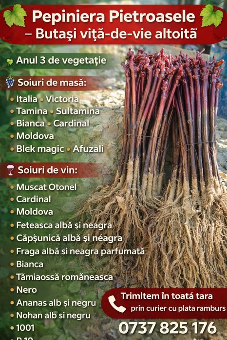 Butasi vita de vie hibrid anul 3