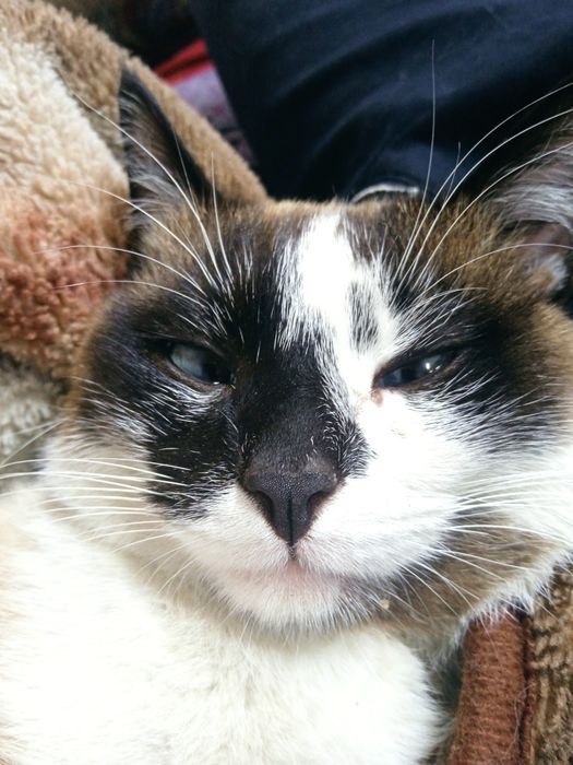 Мысык 2 жасар еркек