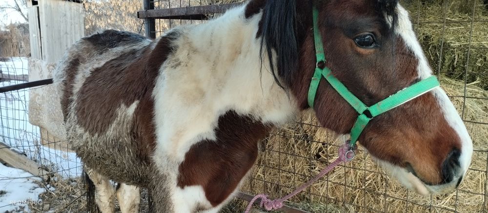 Продаётся лошадь на согым 600,000