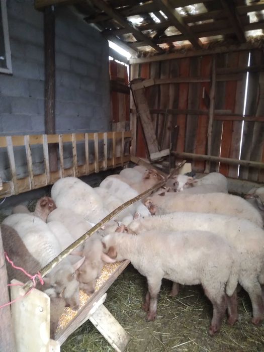 Vând miei ,Vidra Vrancea