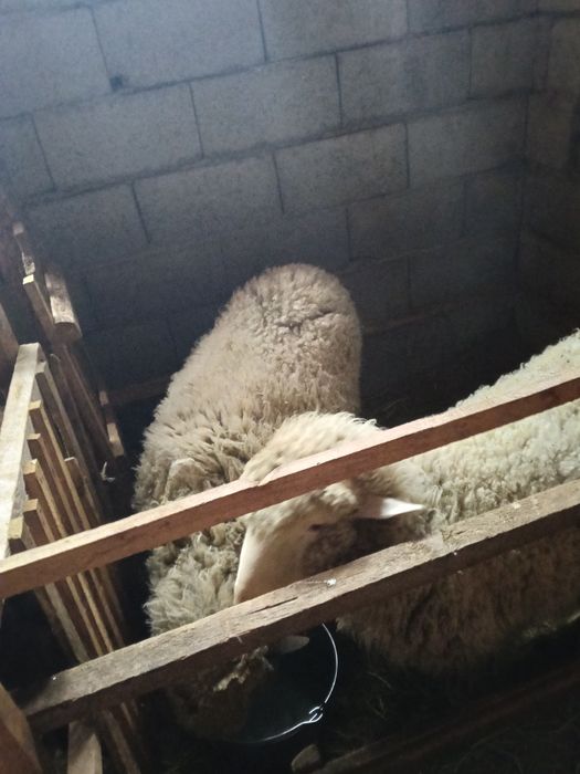 Койлар сатылады байланган токтылар