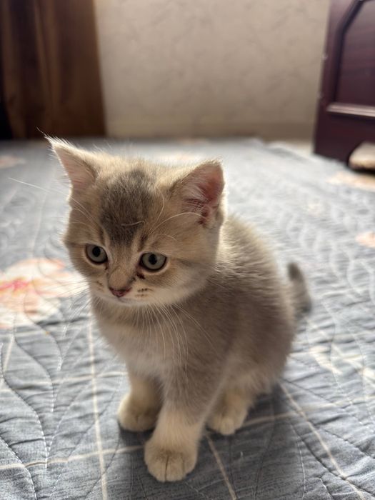 Продается Котята