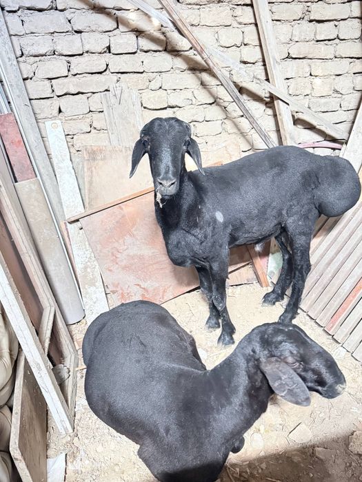 Qurbonlikka qo’ylar bor