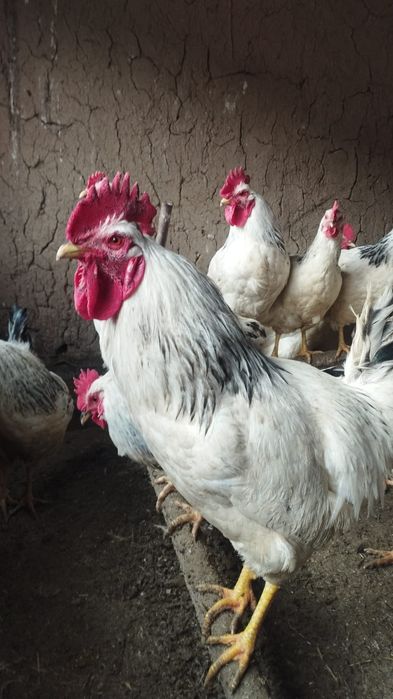 Қара жігіт азиялық қызды трассалайды (фото)