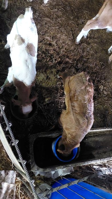 Продам телят бычок и тёлочка