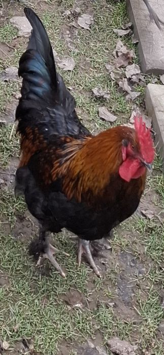Cocosi Marans,playmount  si Vorwerk