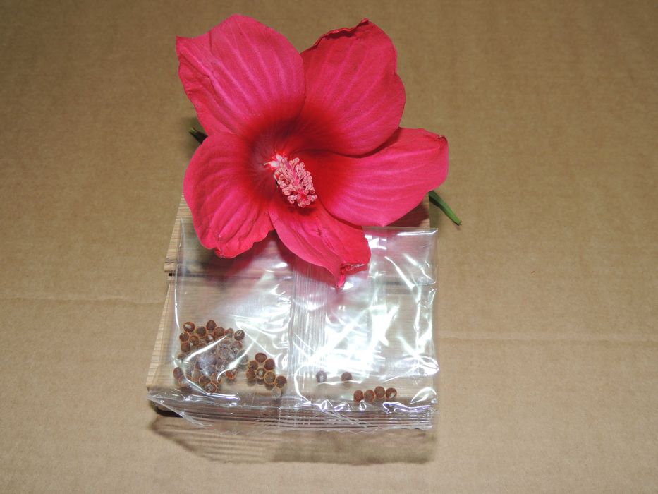 Китайска роза - семена.