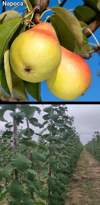 Ciresi-pomi fructiferi