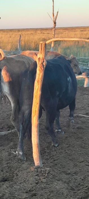 Продам бык и бычки ангус