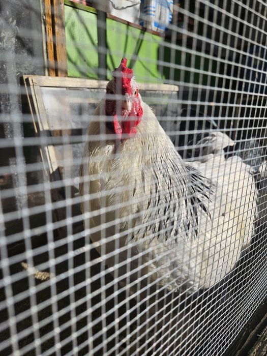 Петли колумбийска брама