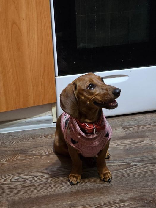 Собака Такса 8 месяцев девочка