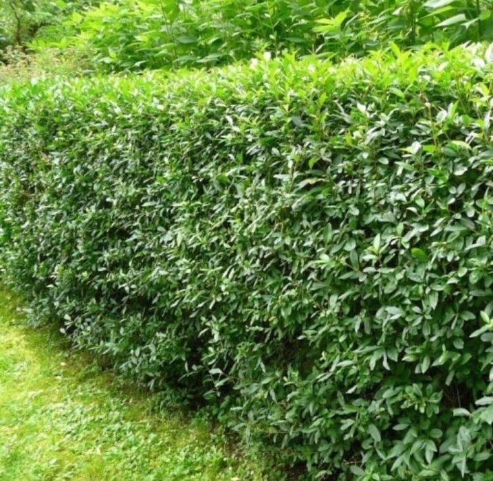 Gard Viu/Ligustrum/Lemn câinesc!