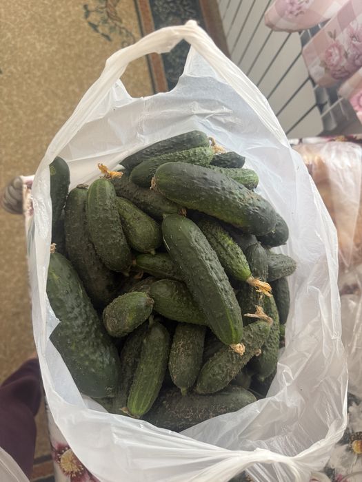 Домашние, натуральные огурцы