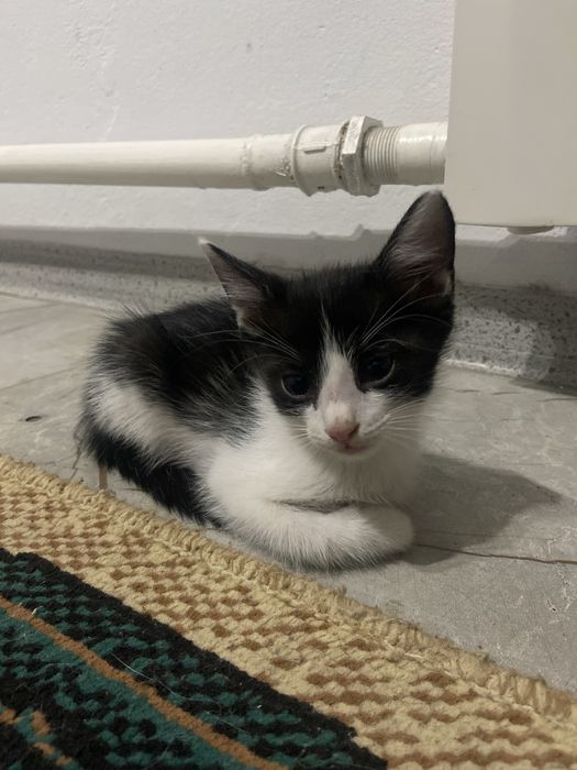 Милые котята в добрые руки