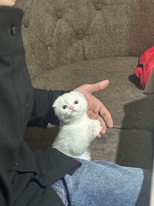 Продается кошка скочи фолд