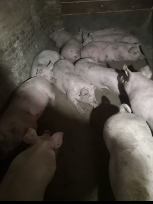 Прасета готови за клане