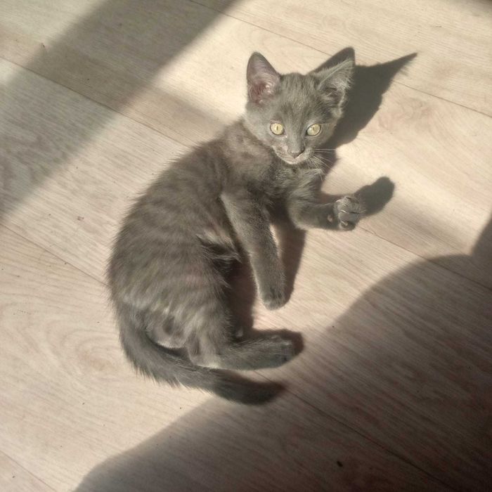 Котенгк 2 месяца