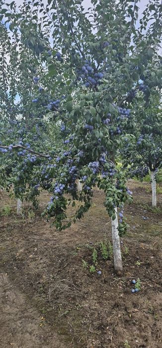 Prune Anaspath de vânzare
