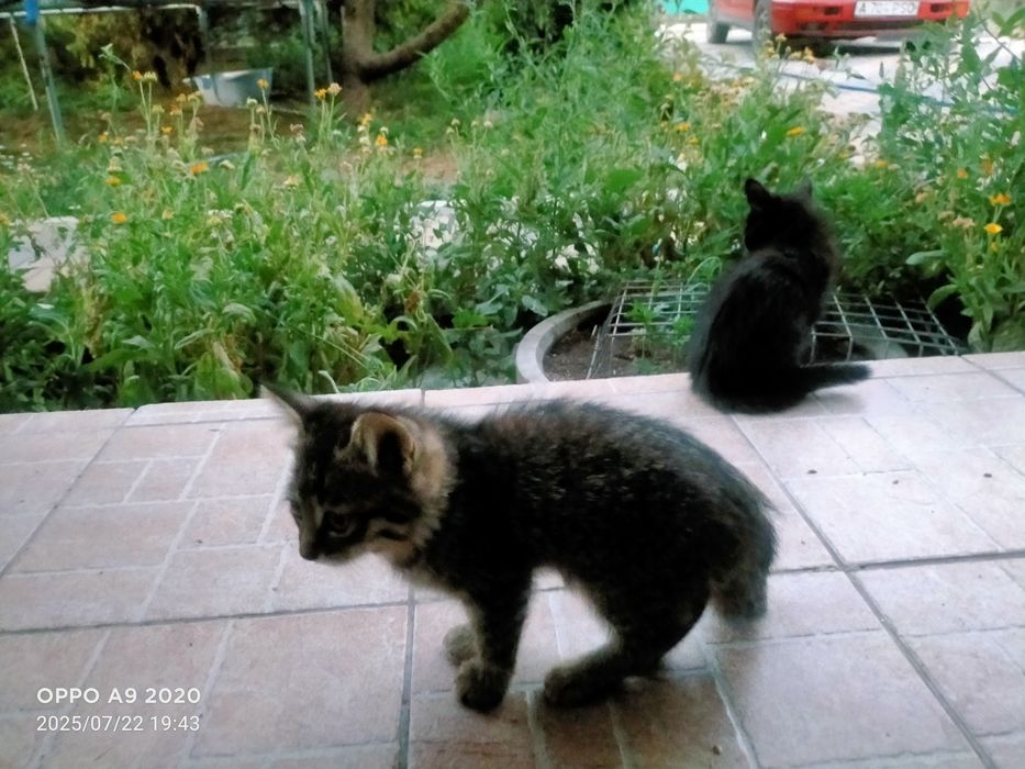 Отдам котят в добрые руки