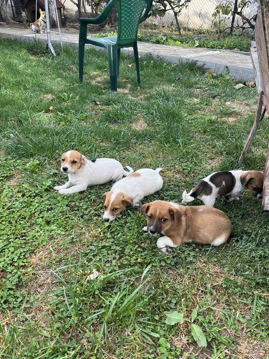 Мини Джак Ръсели