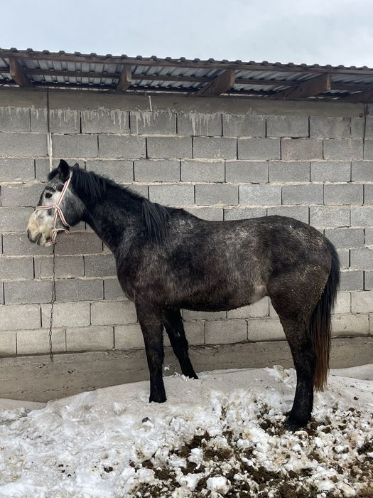 Донен бойы биык