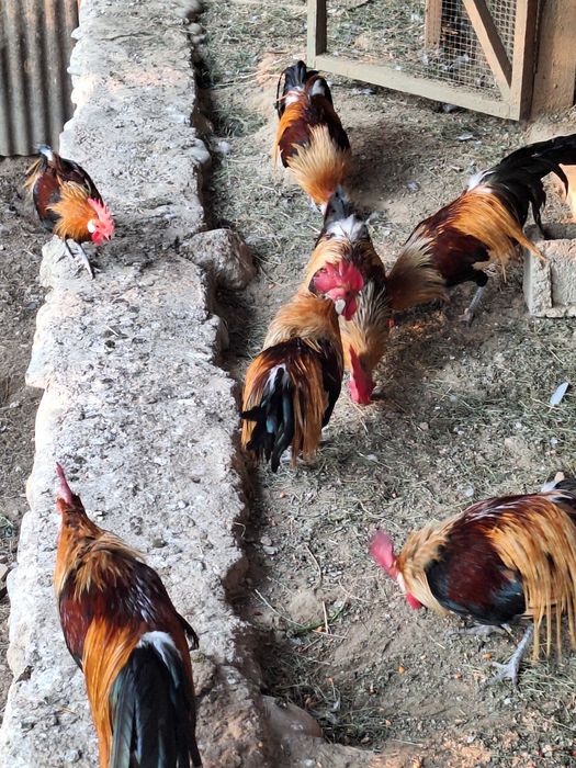 Vand pasari de curte. Cocosi,gaini,curcisi curcani,cocosi pfoenix si cochinchina pitic.