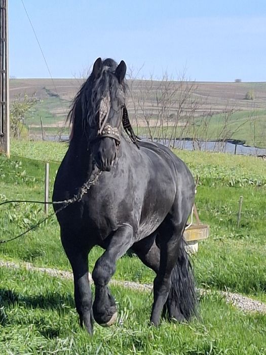 Armasar de montă