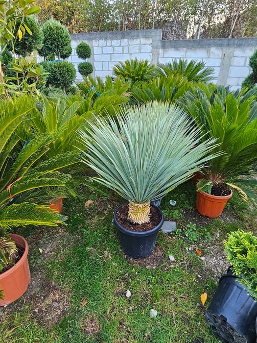 Yucca , planta decorativa