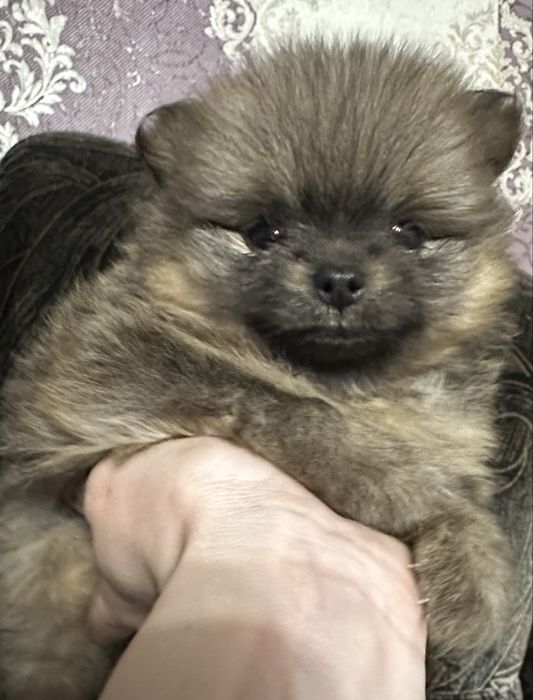 Продам щенков породы немецкий шпиц