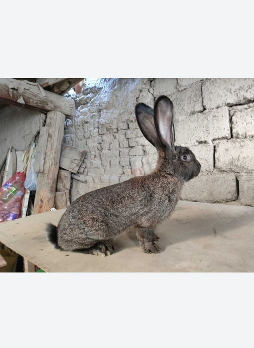 Flandr quyon bolalari sotiladi