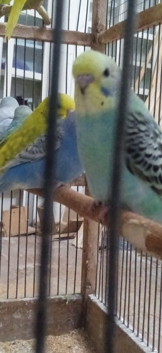 Spingel, Andufka gibrit, Chex, Nemis, Volnistiy juvona papugaylar .