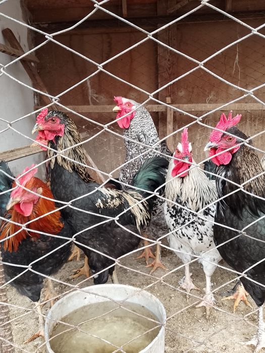 Әтеш,қораз,петух