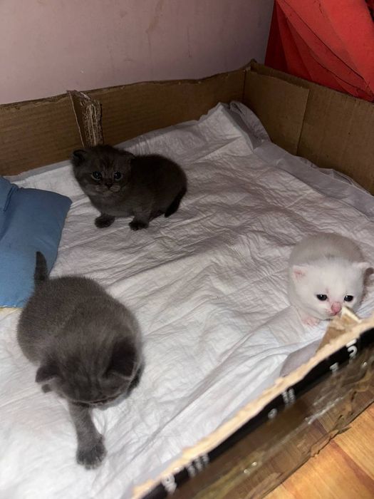 Продается скоттиш фолд шотладская порода